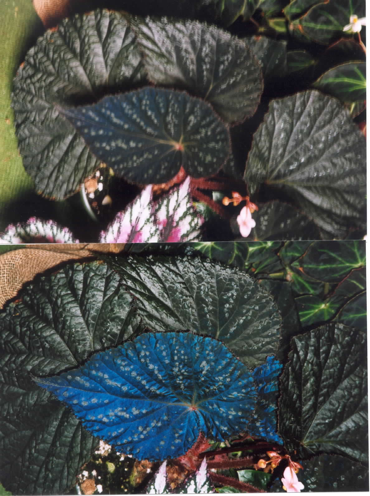 B. ‘Bitabloo’